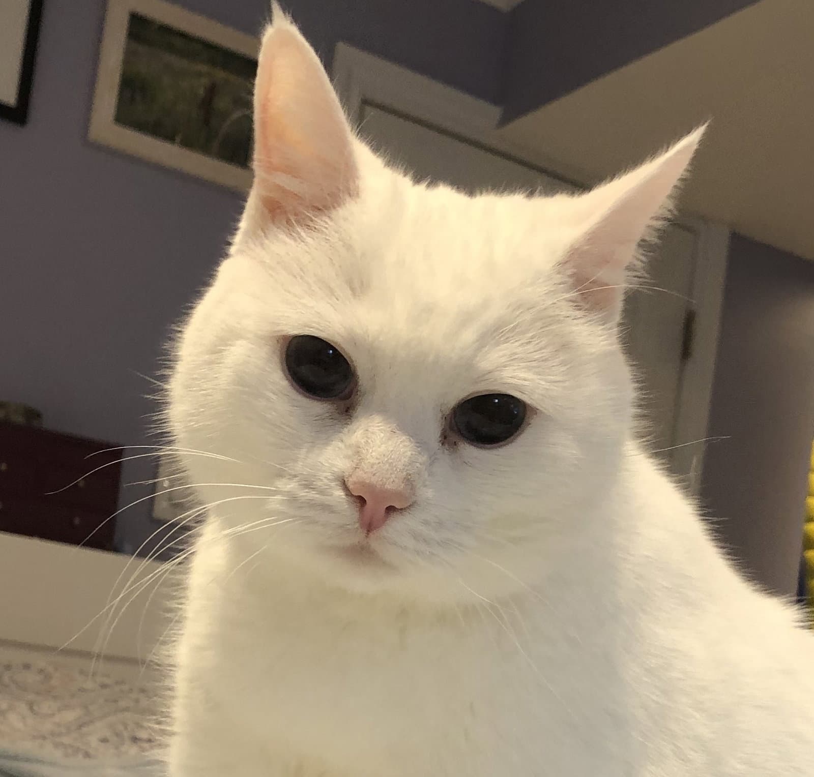 Brie Happy Single - Domestic Short Hair