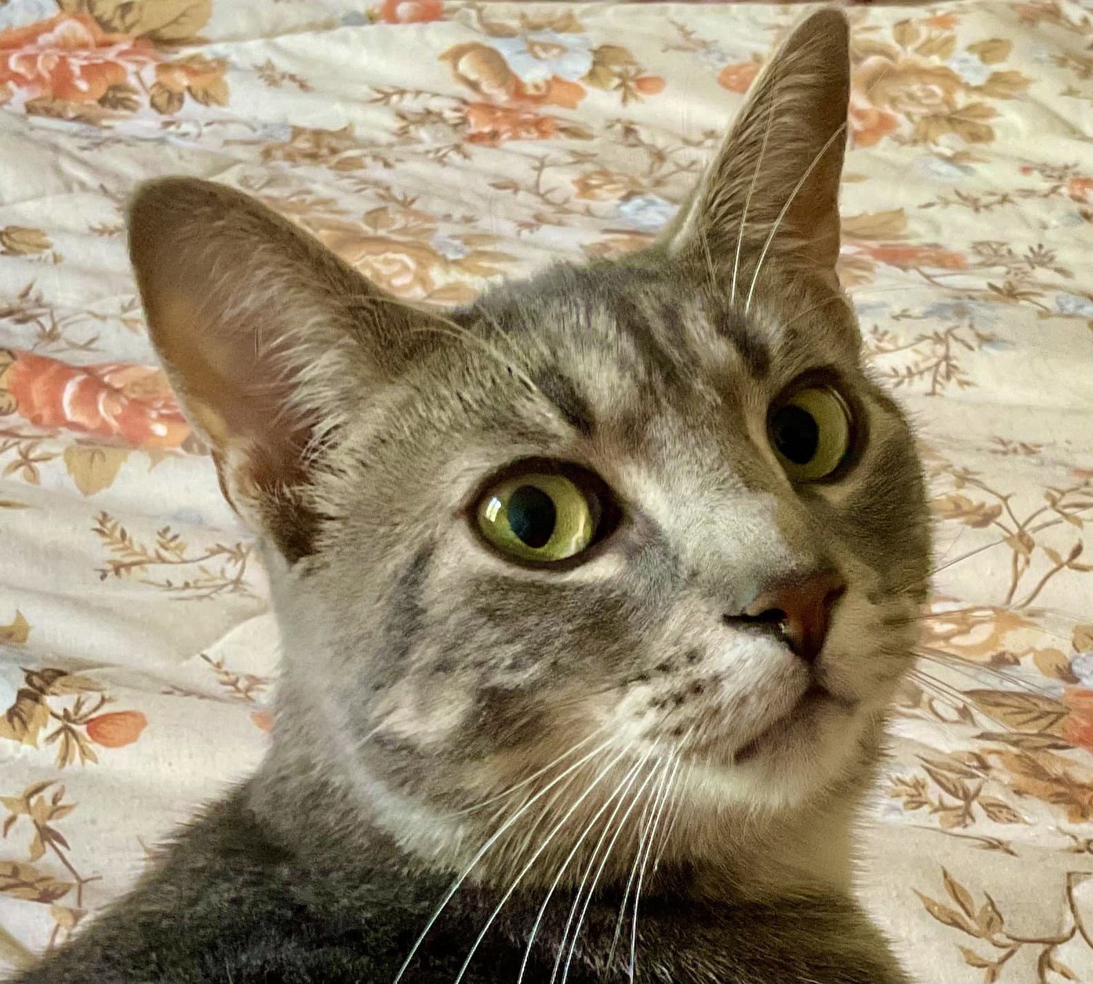 Ethan - Domestic Short Hair