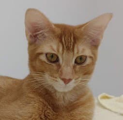 Russell  Theo - Domestic Short Hair