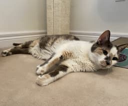 Beatrice image 3