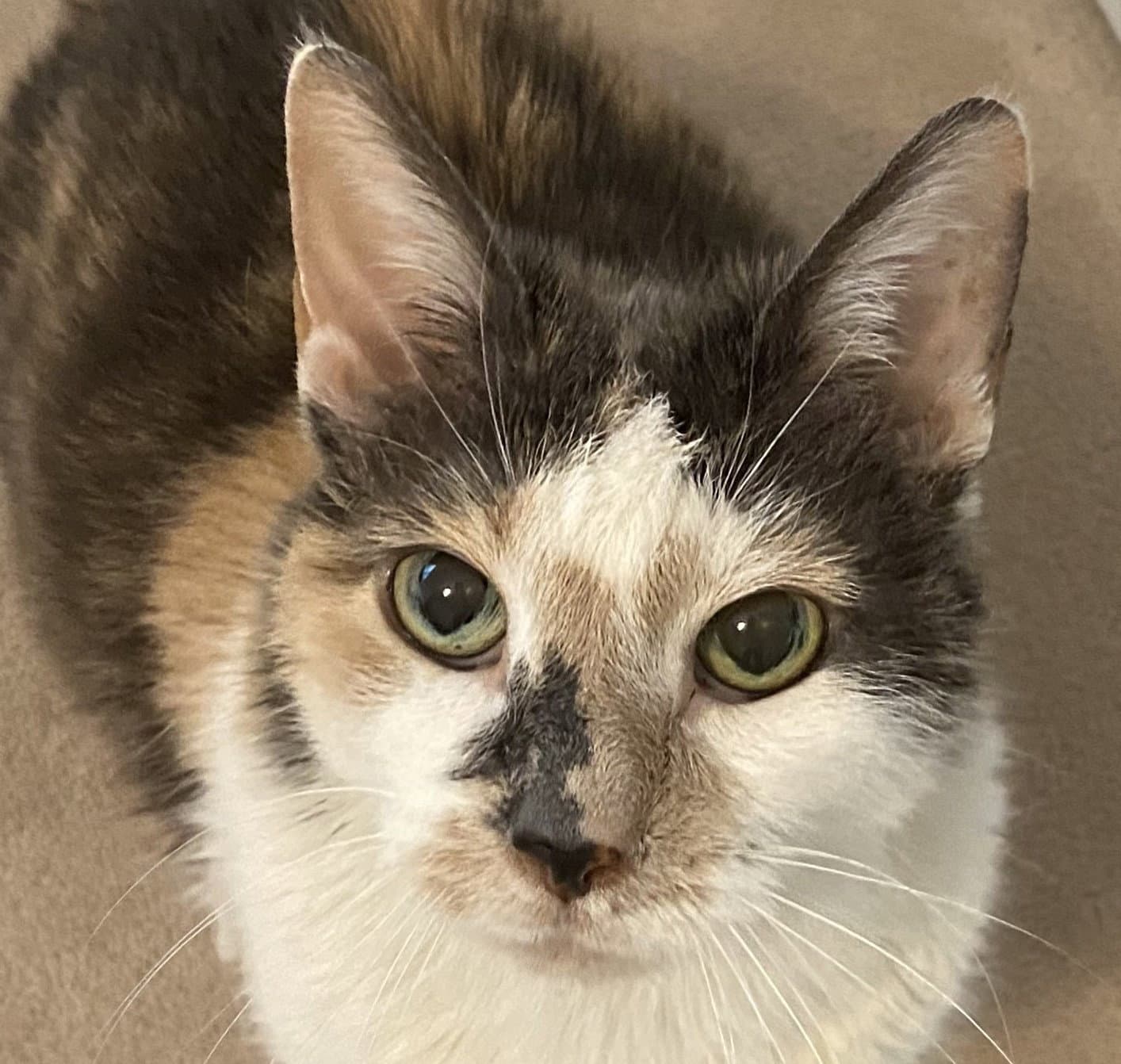 Beatrice - Domestic Short Hair