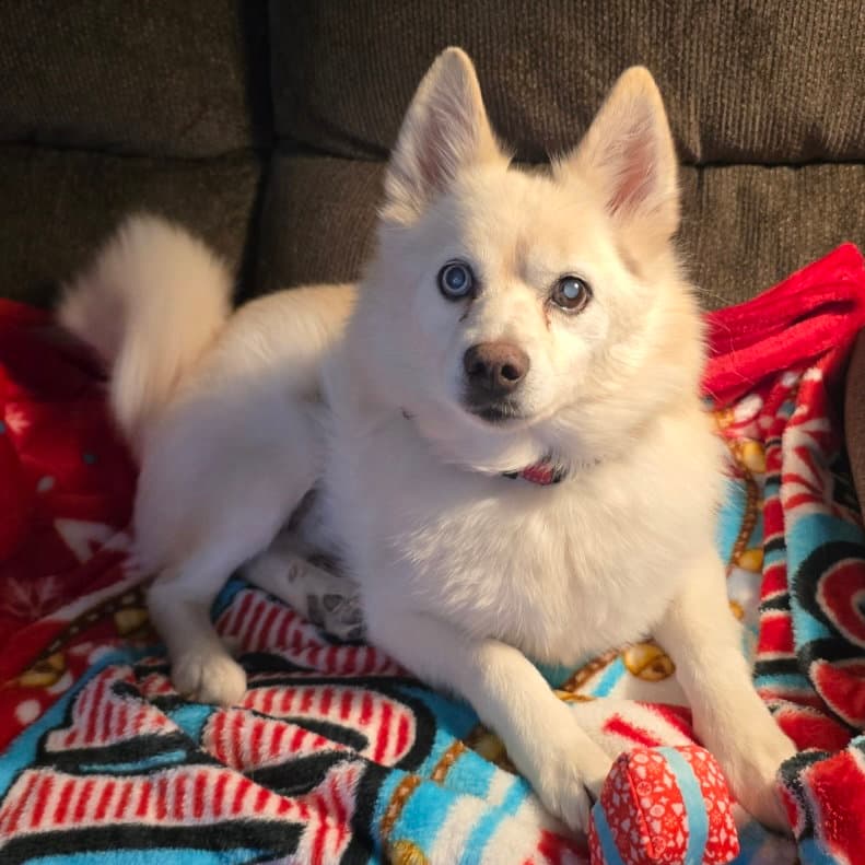Drax Diabetic - Pomeranian