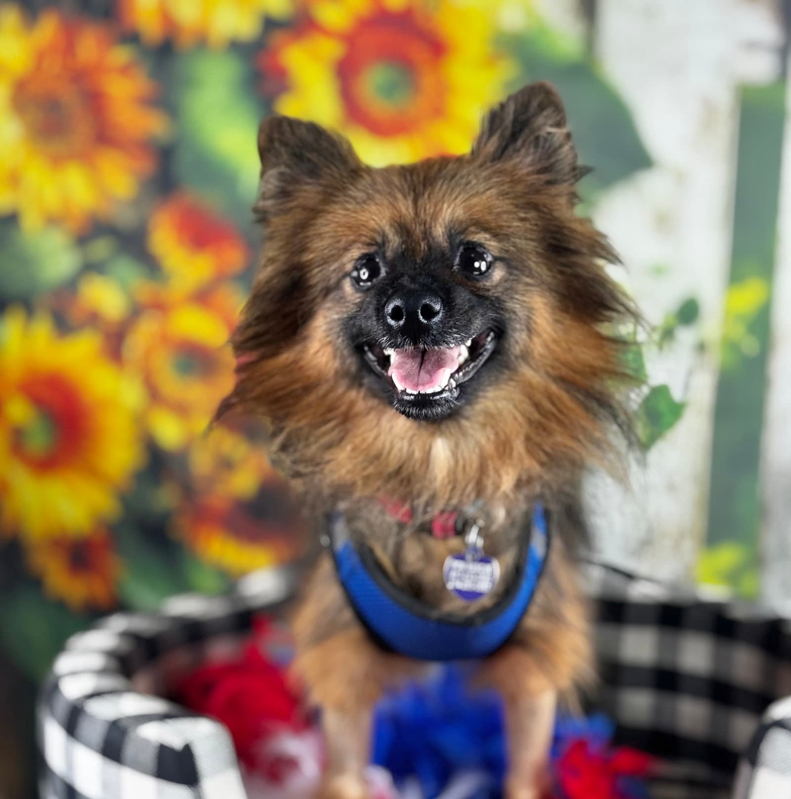 Crispin - Pomeranian