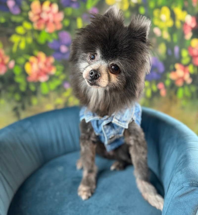 Teddy Alexander - Pomeranian