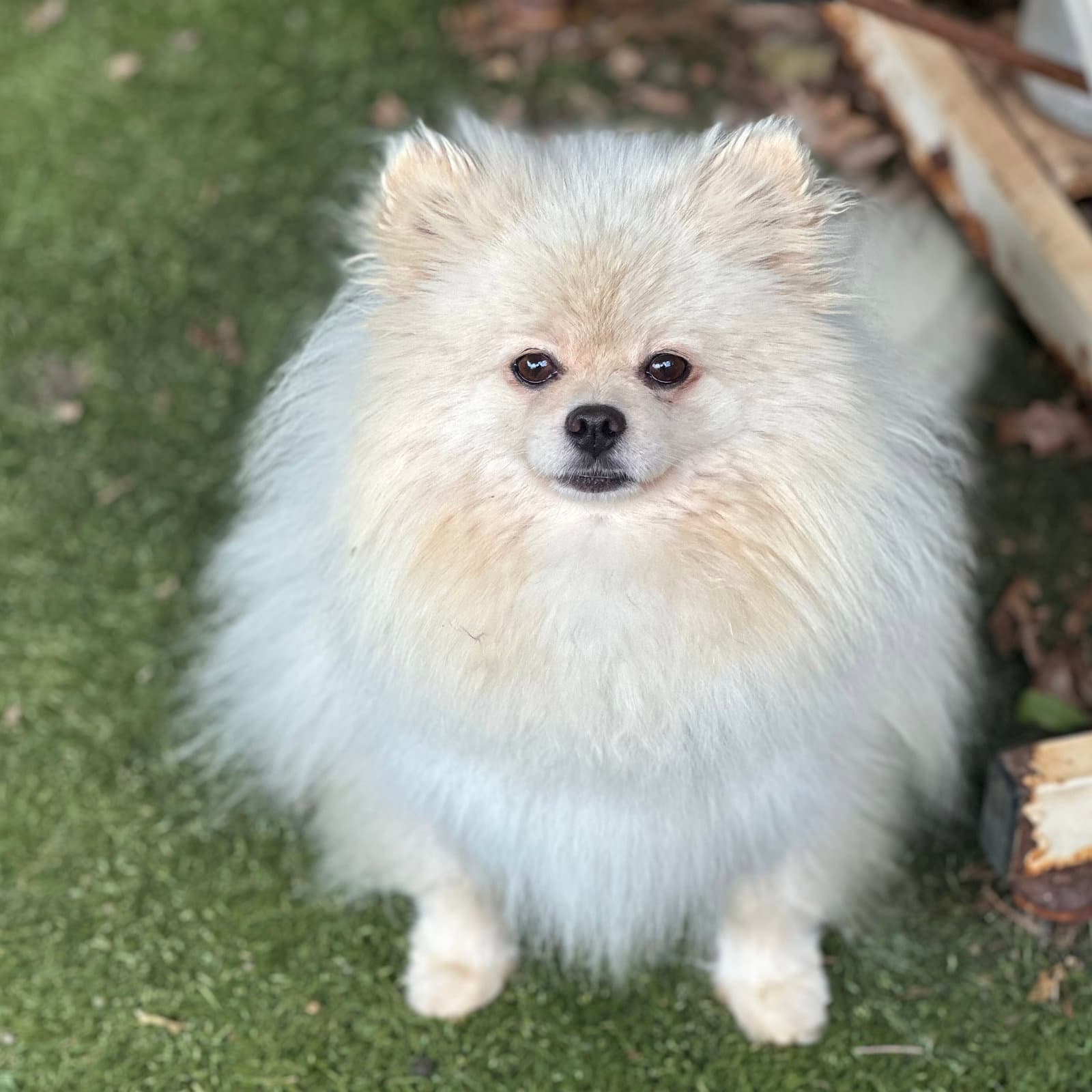 Felicity - Pomeranian