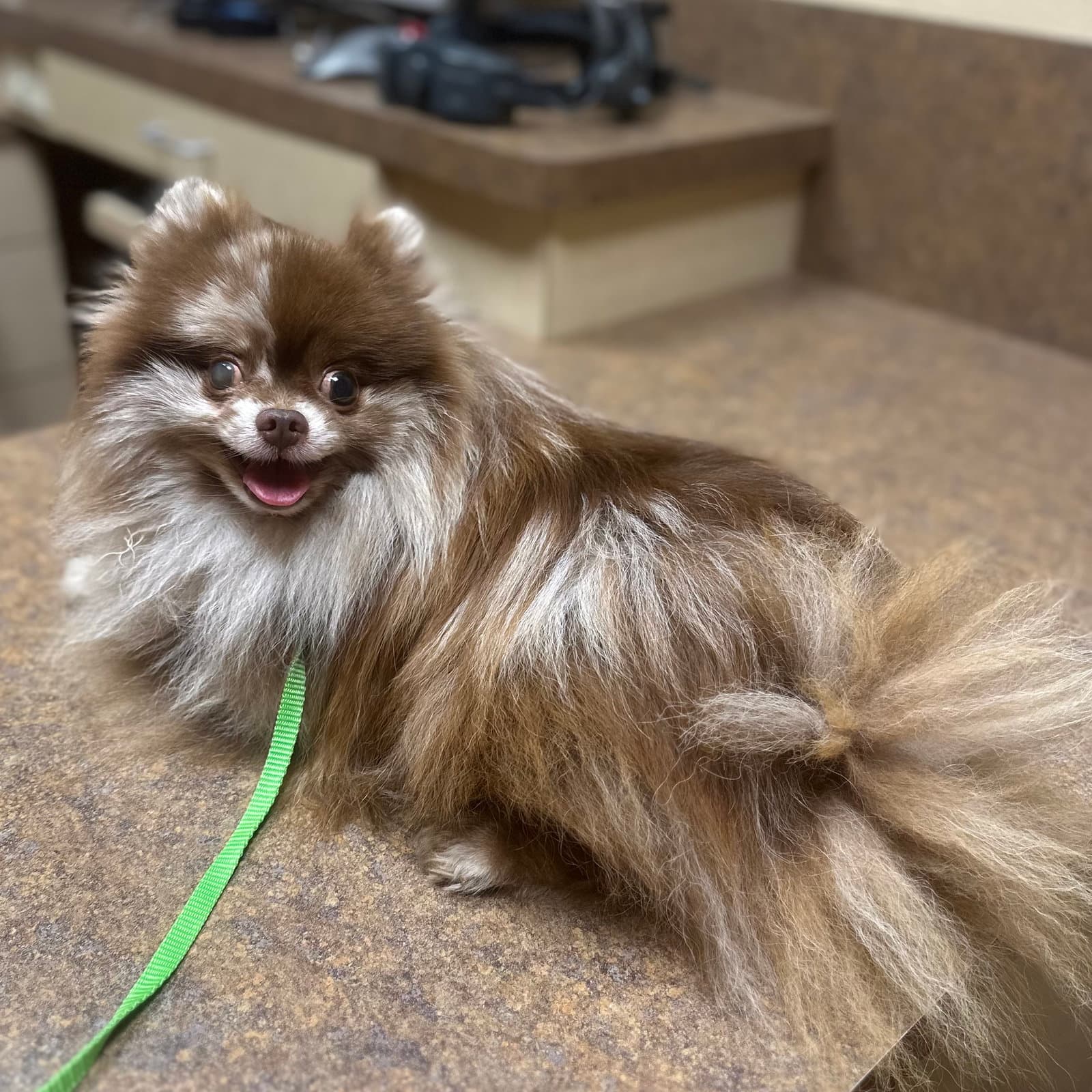 Patchwork - Pomeranian