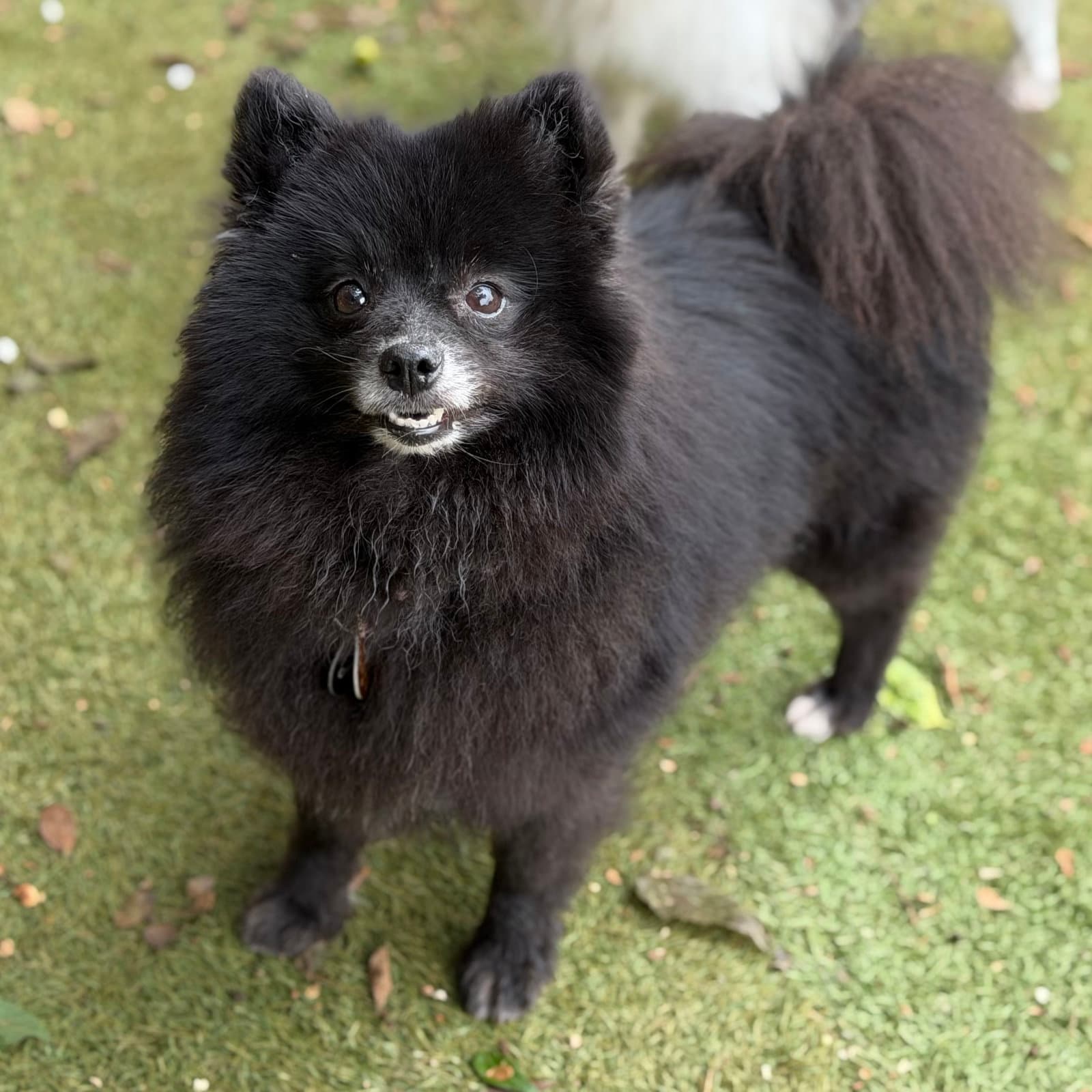 Judge Judy - Pomeranian