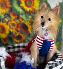 Georgie image 1