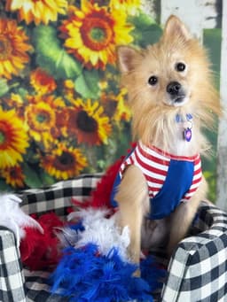 Georgie image 2