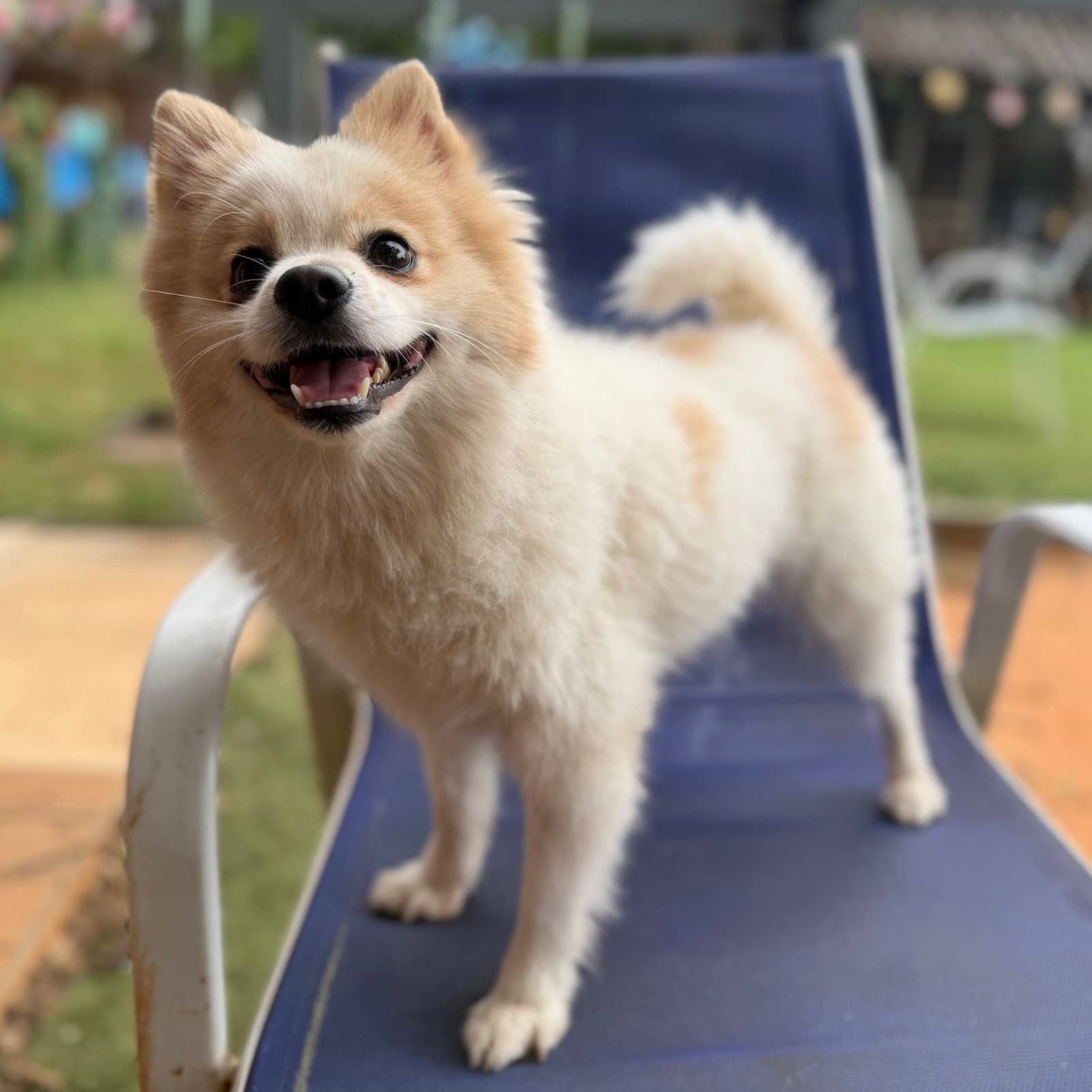 Fettuccine - Pomeranian