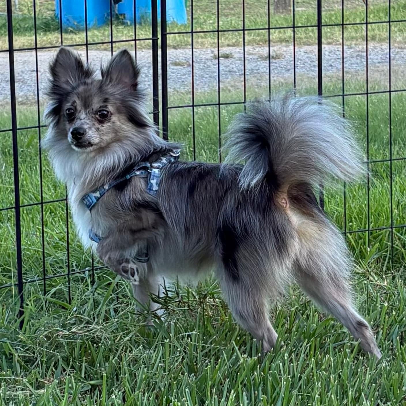 Jasper - Pomeranian