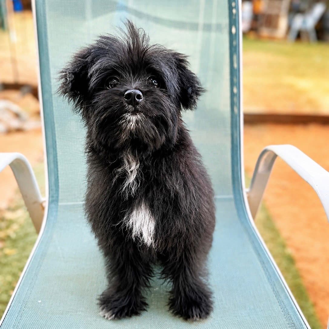 Waffles - Pomeranian