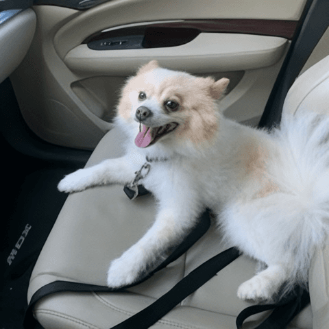 Max - Houston - Pomeranian