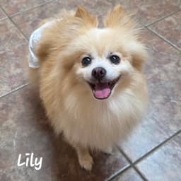 Lily - Houston image 1