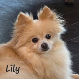 Lily - Houston image 2