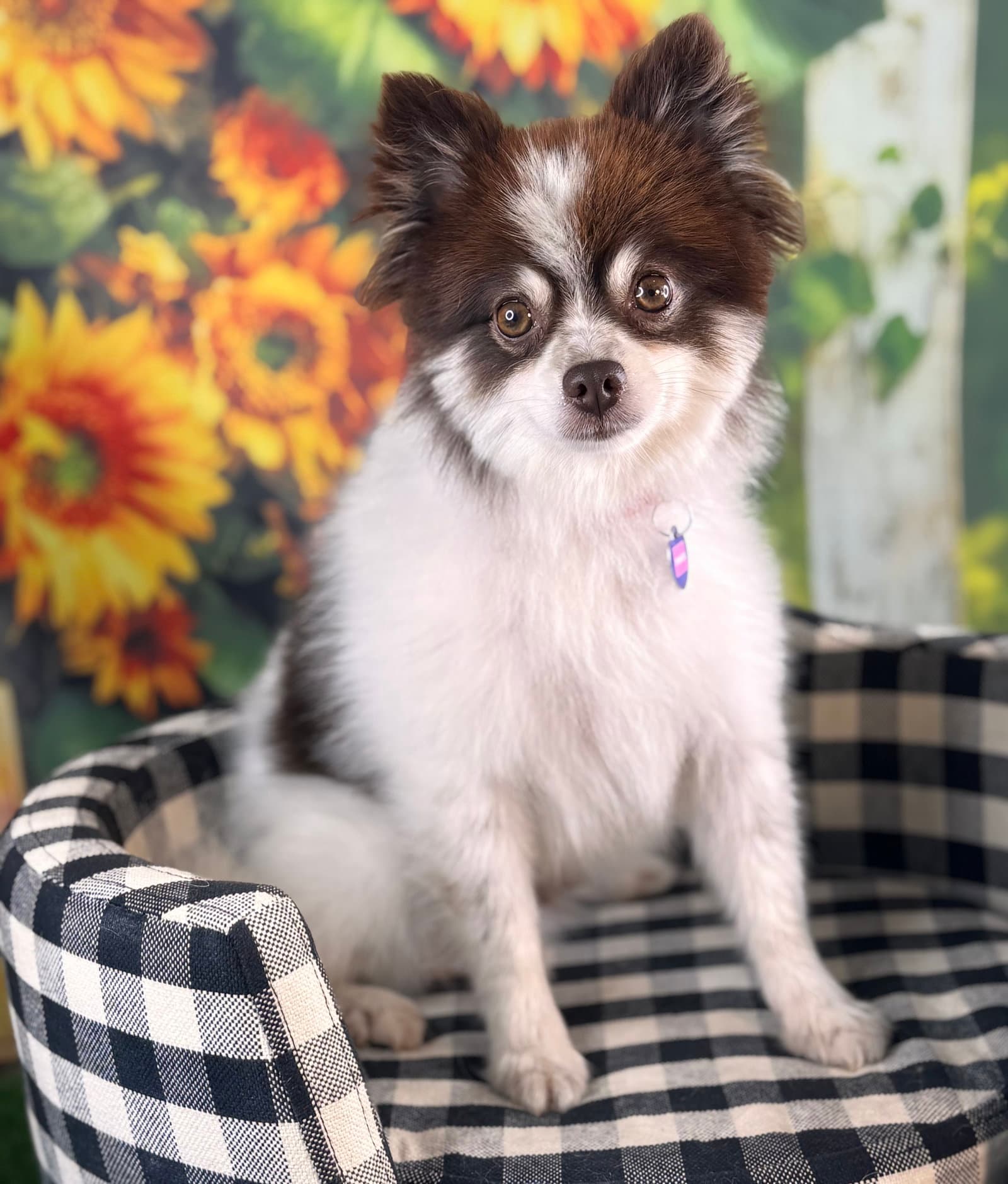 Prince - Pomeranian