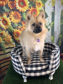 Toby image 3