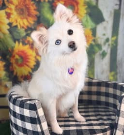 Starla image 1