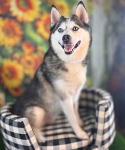 Cooper image 2