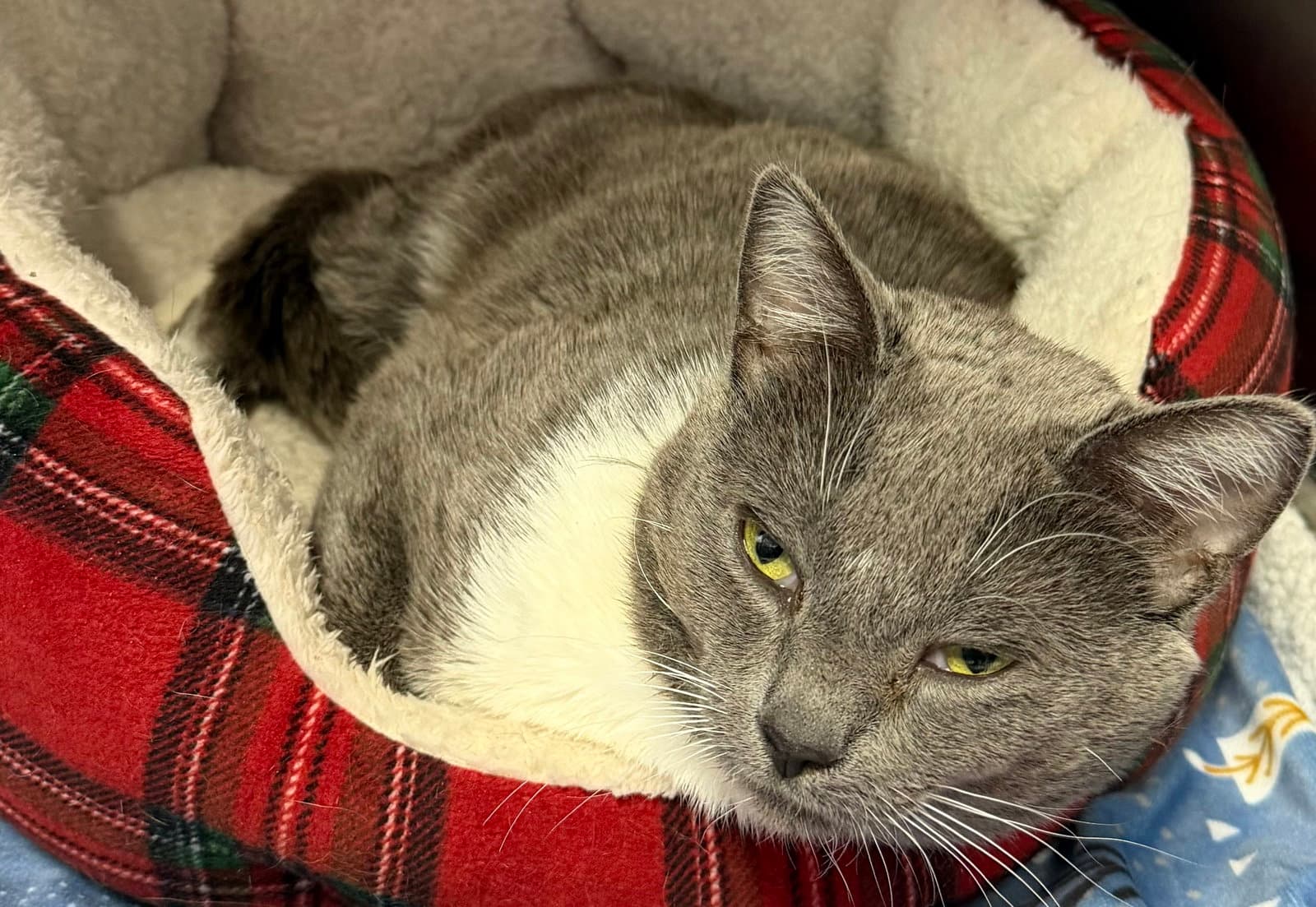 Chuck - Domestic Short Hair