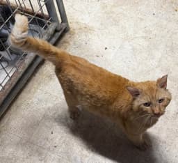 Ferdinand Fiv image 1