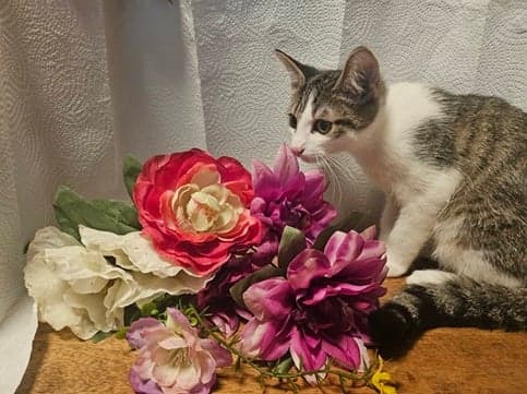 Dandy Meet Me At Fancy Paws - Domestic Short Hair