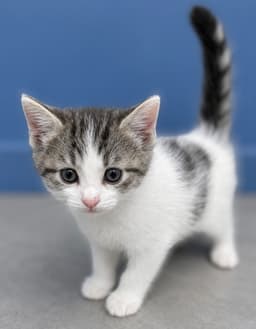Yankee - In Foster  Appointment Required image 1