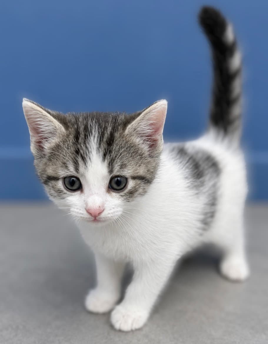 Yankee - In Foster  Appointment Required - Domestic Short Hair
