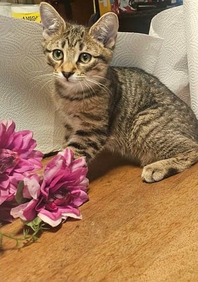 Yankee - In Foster  Appointment Required - Domestic Short Hair