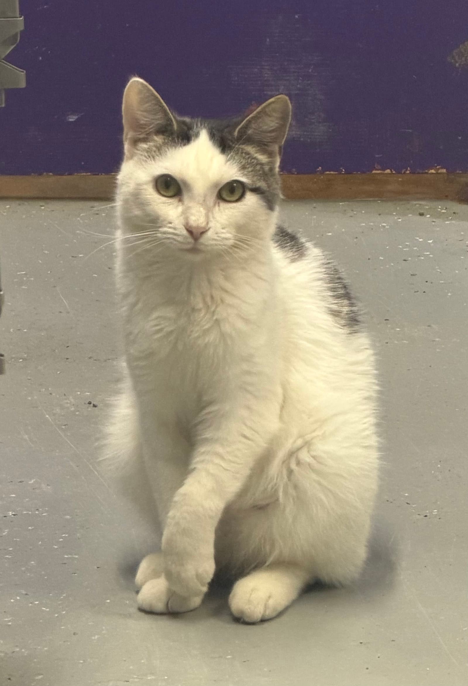 Jax - Domestic Short Hair
