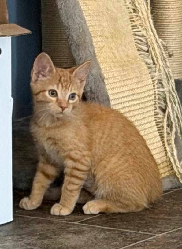 Timon - Domestic Short Hair
