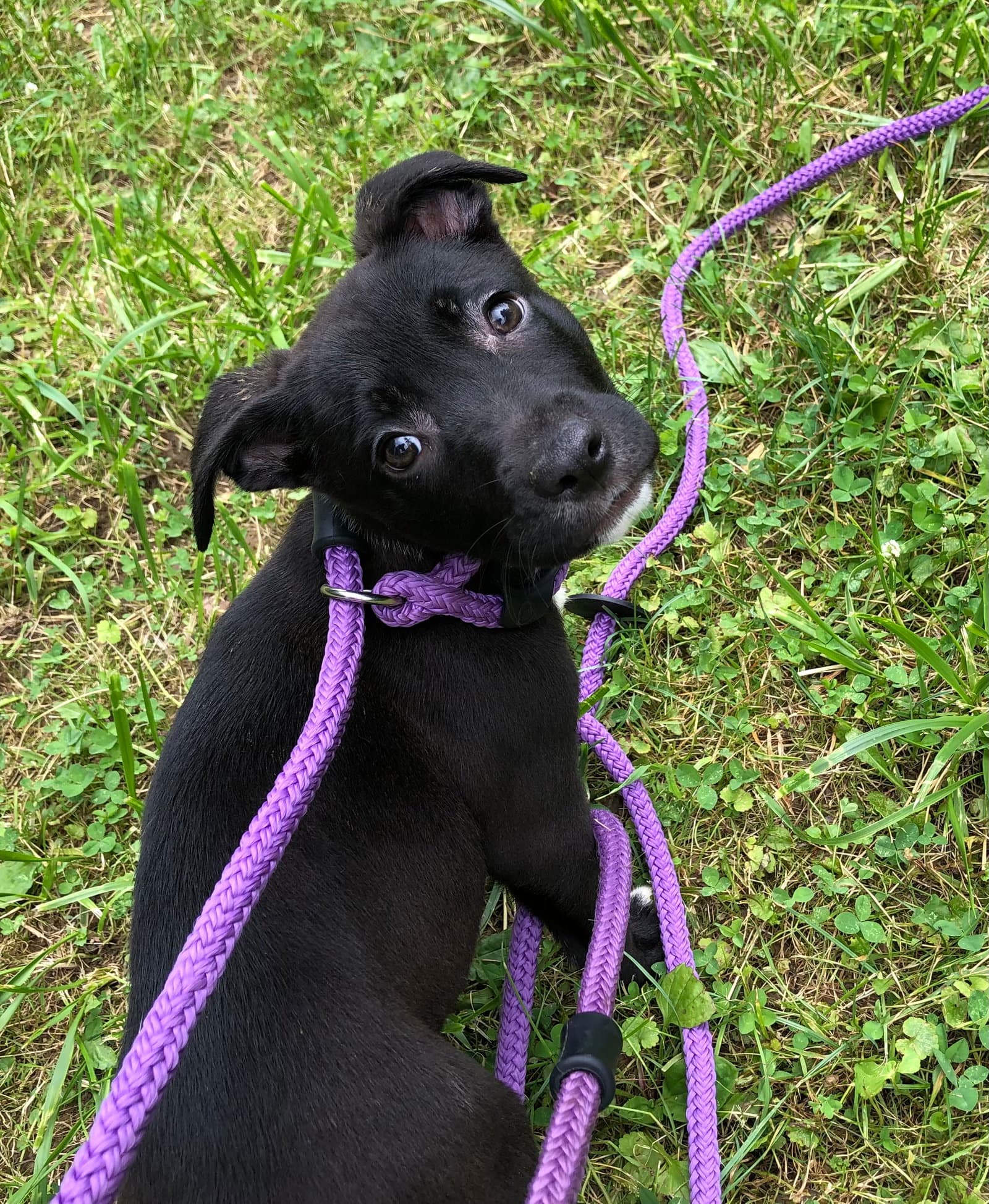 Swiss - American Pit Bull Terrier