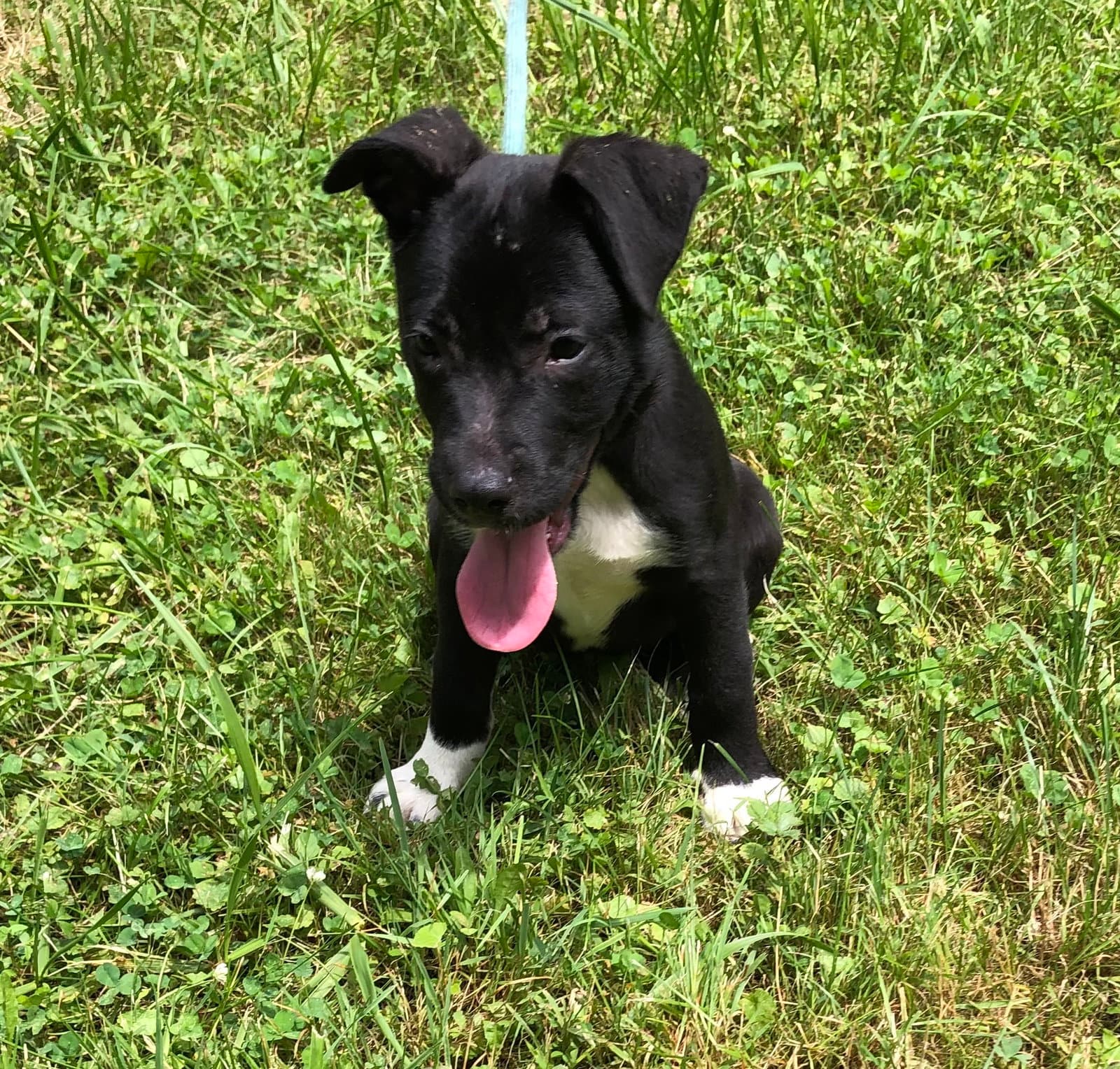 Gouda - American Pit Bull Terrier