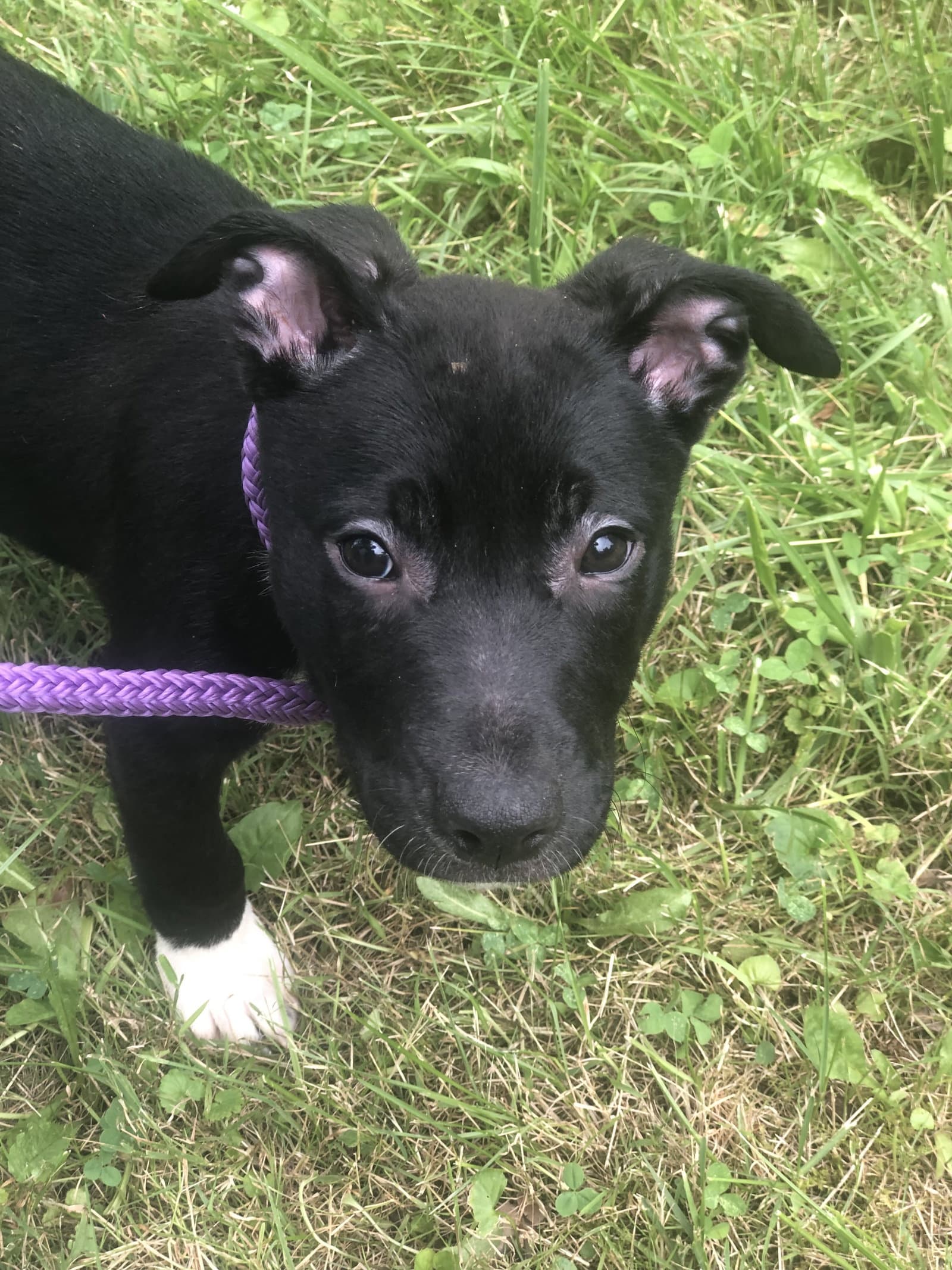 Brie - American Pit Bull Terrier