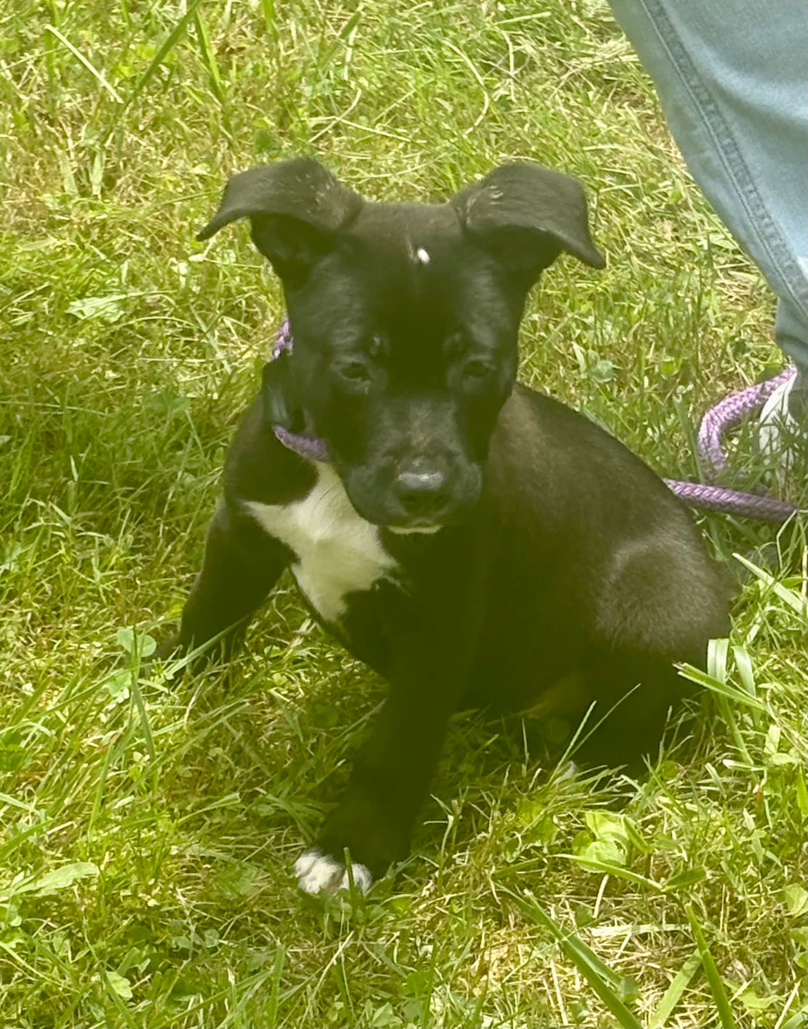 Colby - American Pit Bull Terrier