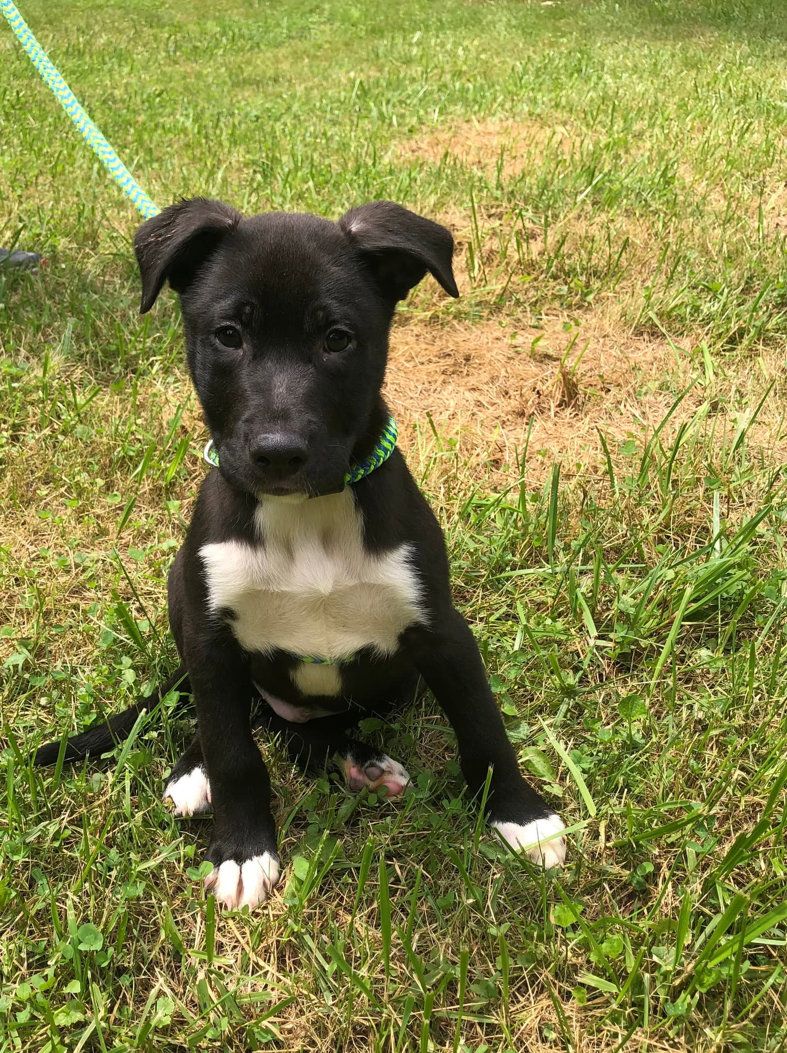 Hallomi - American Pit Bull Terrier