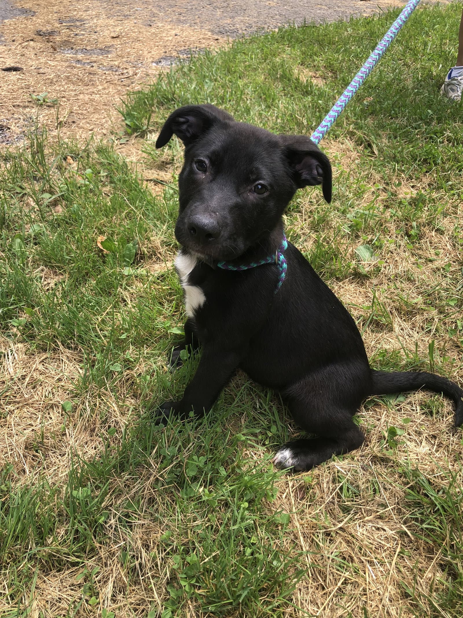 Feta - American Pit Bull Terrier