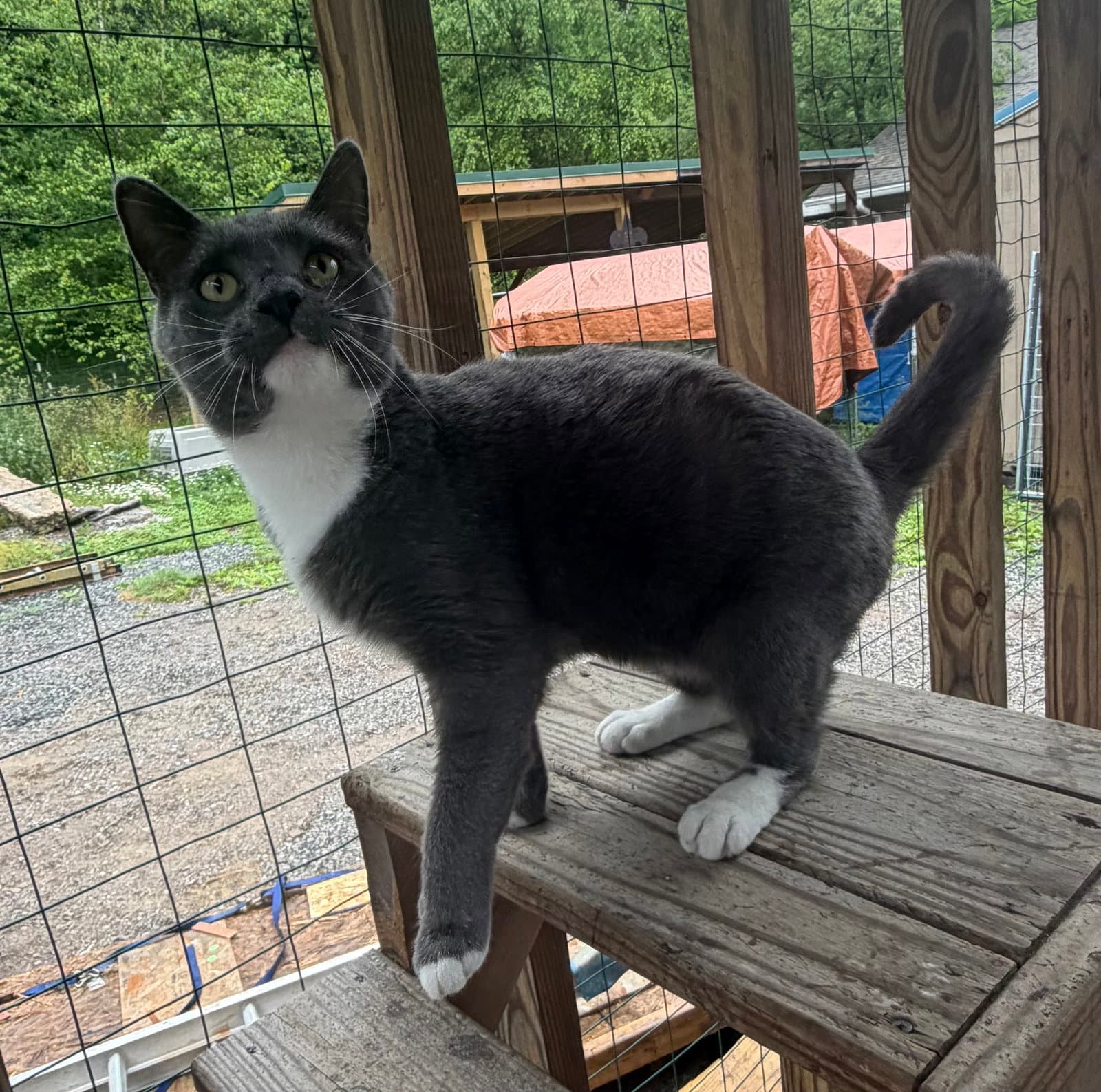 Nikolai - Domestic Short Hair