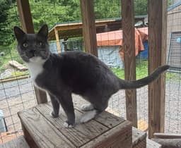 Nikolai image 2
