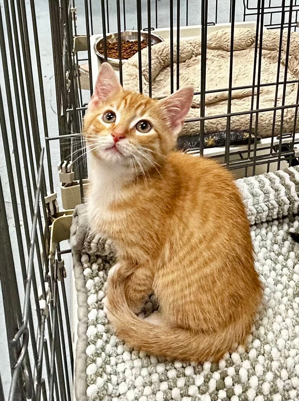 Blaze - Meet Me At Fancy Paws - Domestic Short Hair