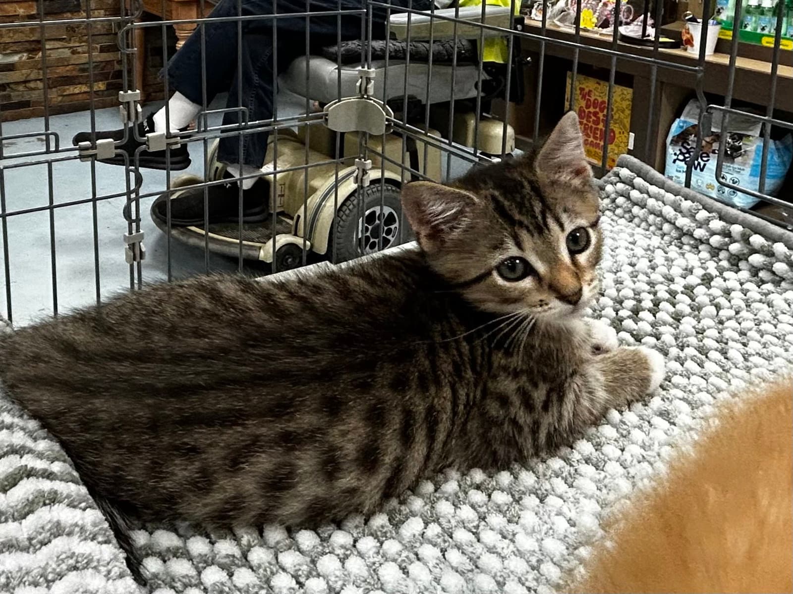 Sparky - Meet Me At Fancy Paws - Domestic Short Hair