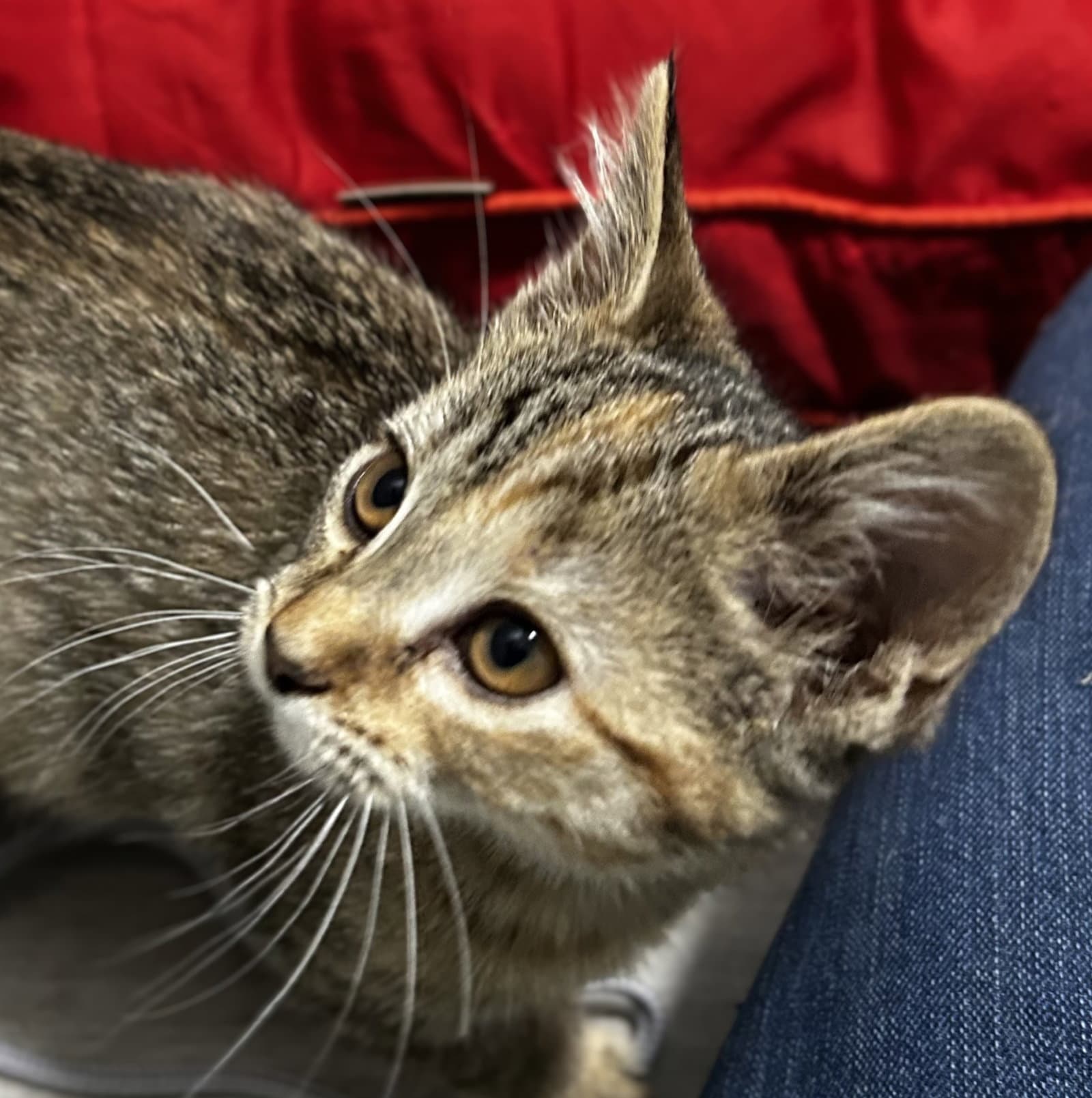 Pearl - Domestic Short Hair