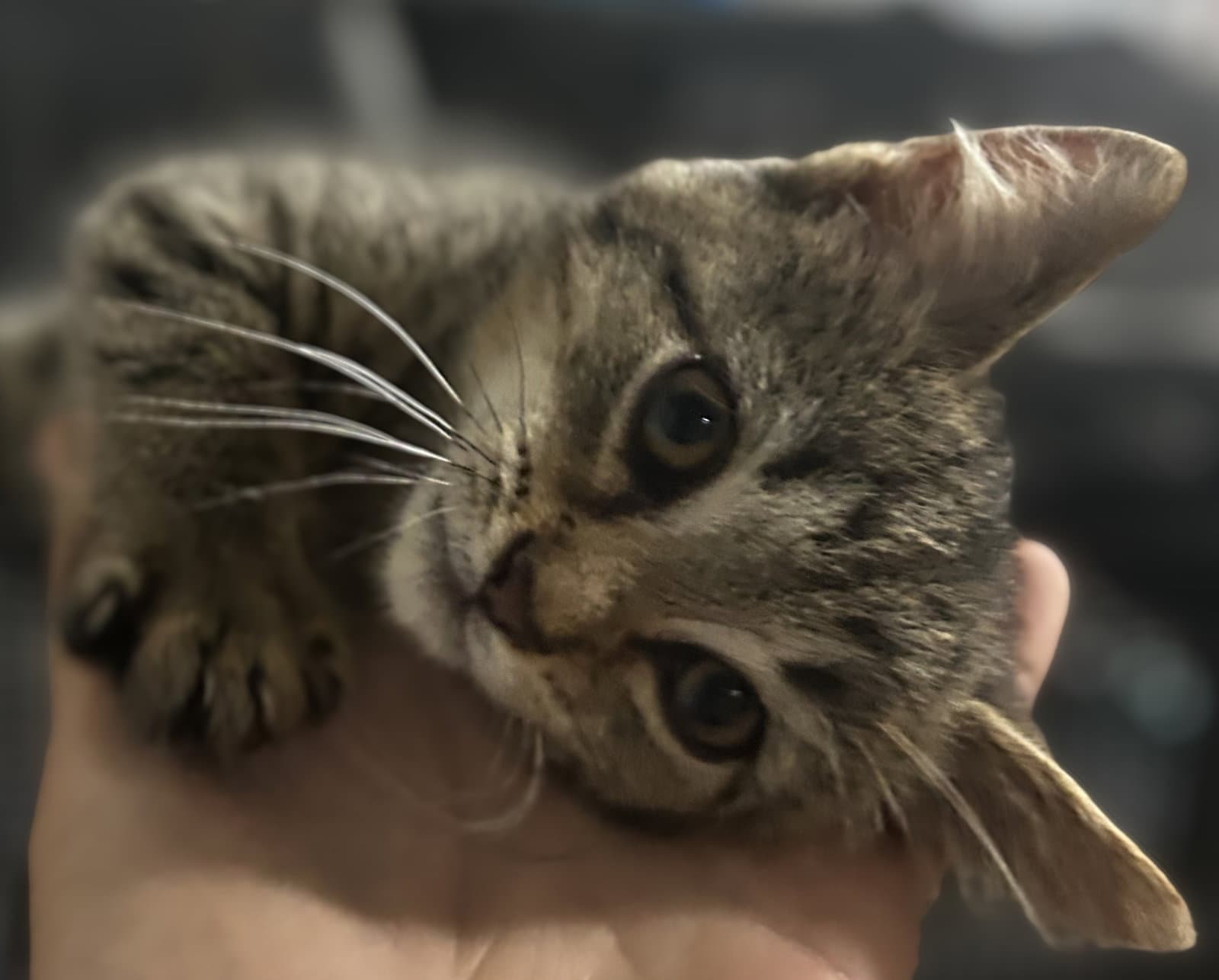 Jacques - Domestic Short Hair