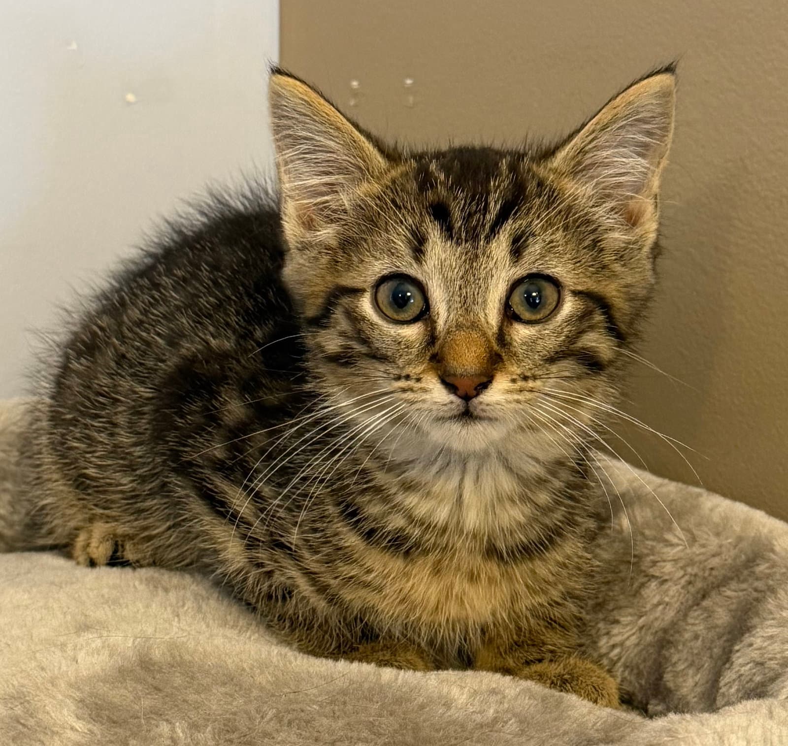 Nemo - Domestic Short Hair