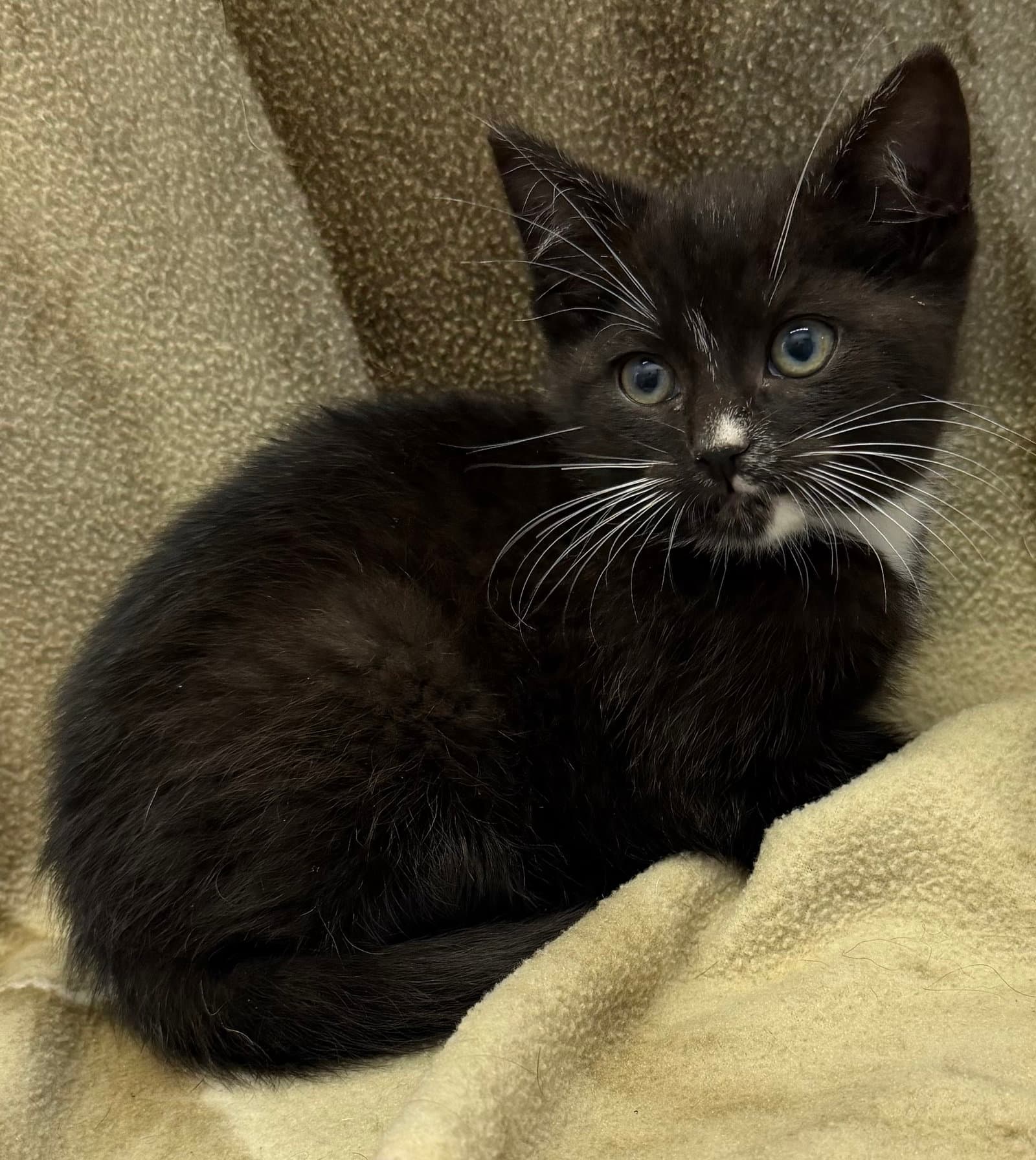 Miso - Domestic Short Hair