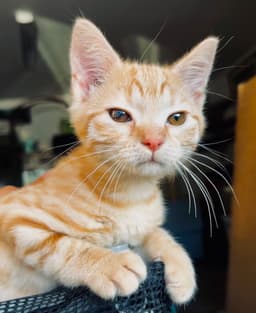 Kat image 2