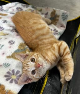 Kat image 4