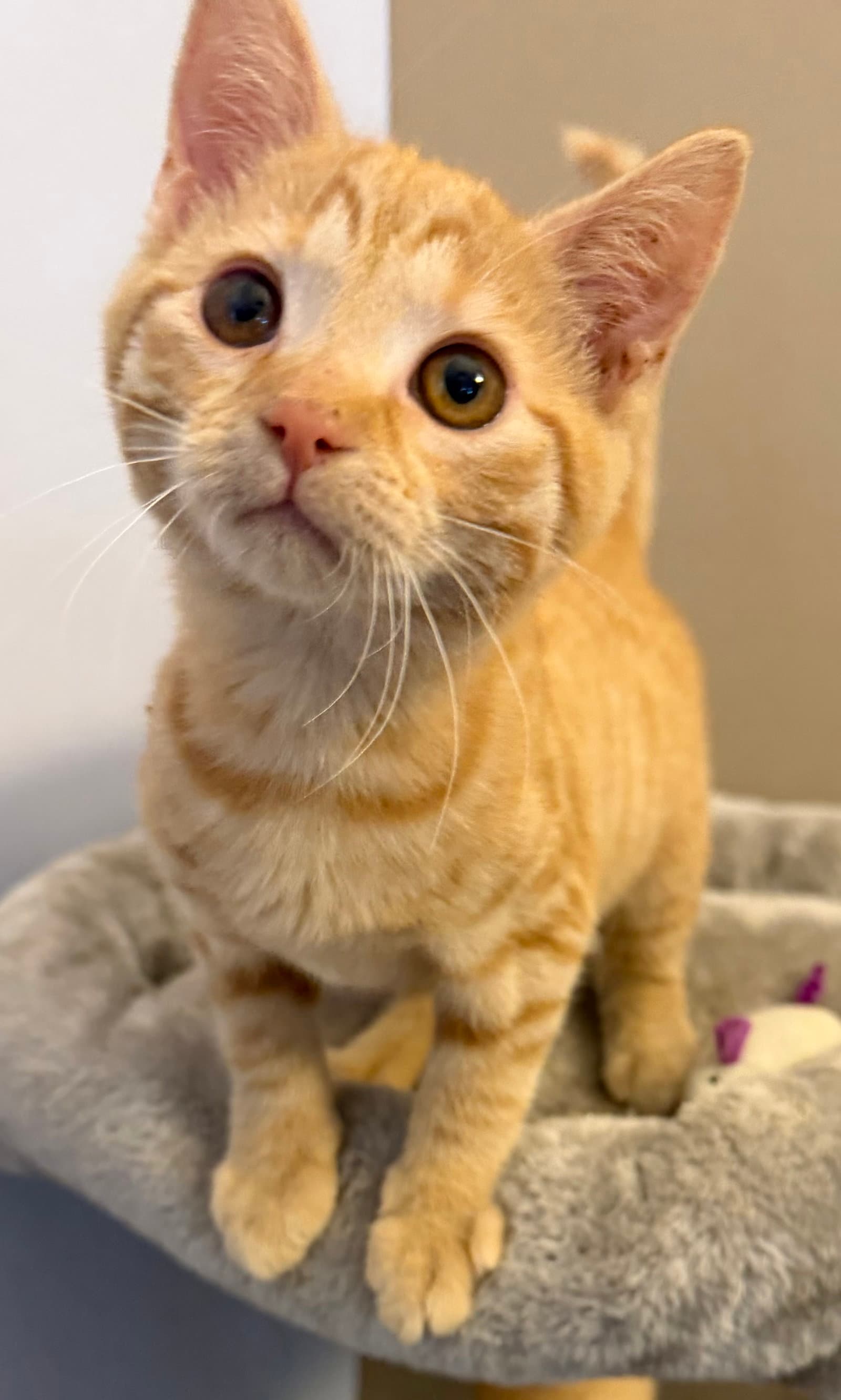 Kat