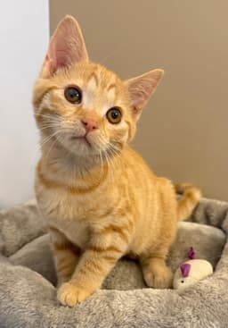 Kat image 3