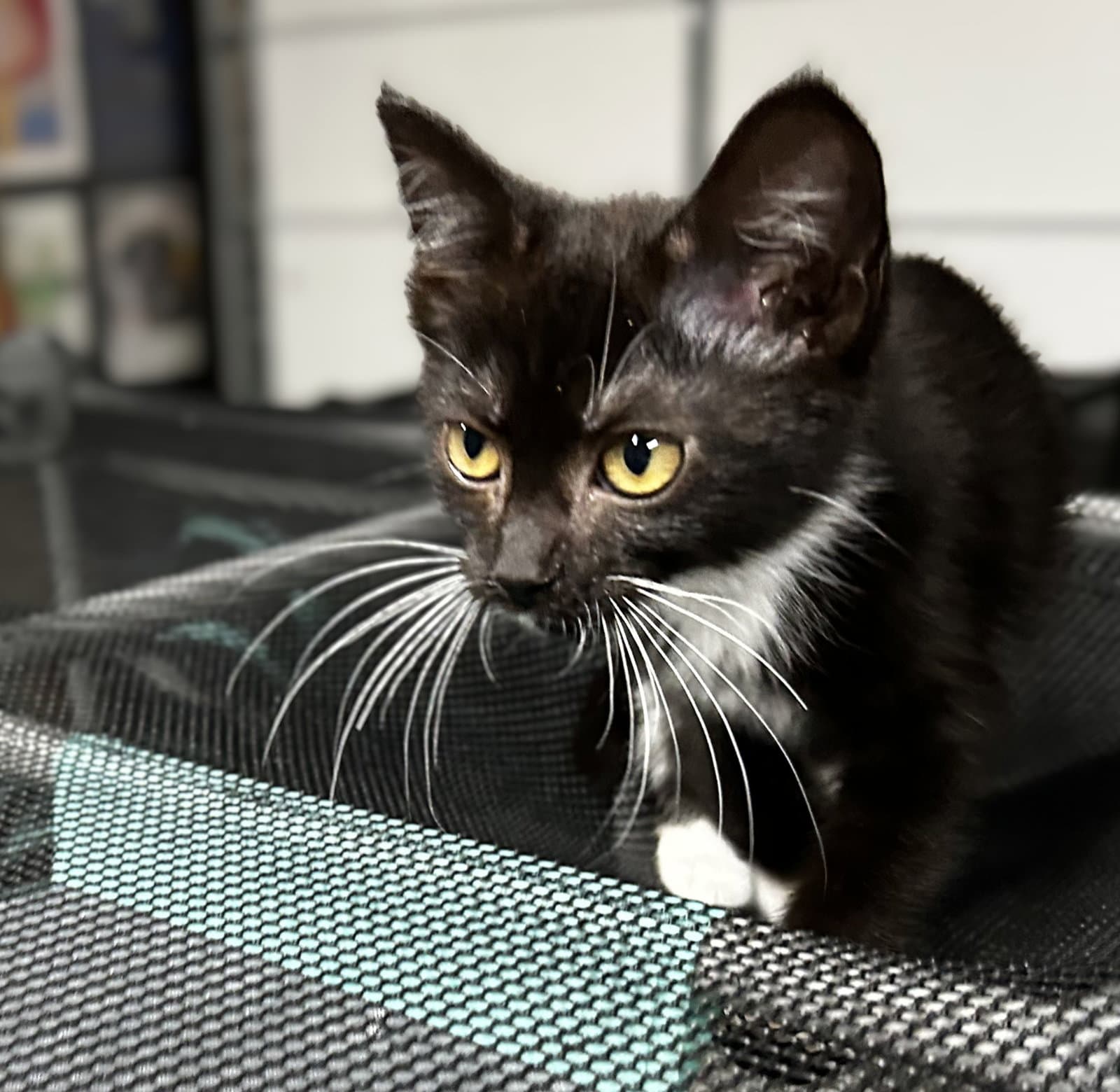 Clover - Domestic Short Hair